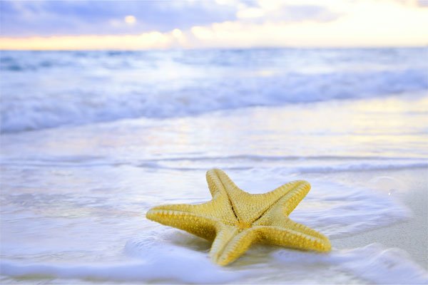 Starfish on Beach - Me Time